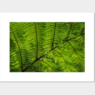 Fern Posters and Art